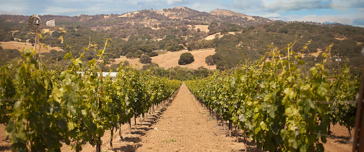 Image of Tolenas Vineyards & Winery