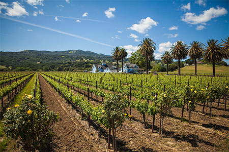 Image of Blue Victorian Winery