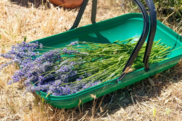 Image of U-Pick Lavender at HvH Flowers