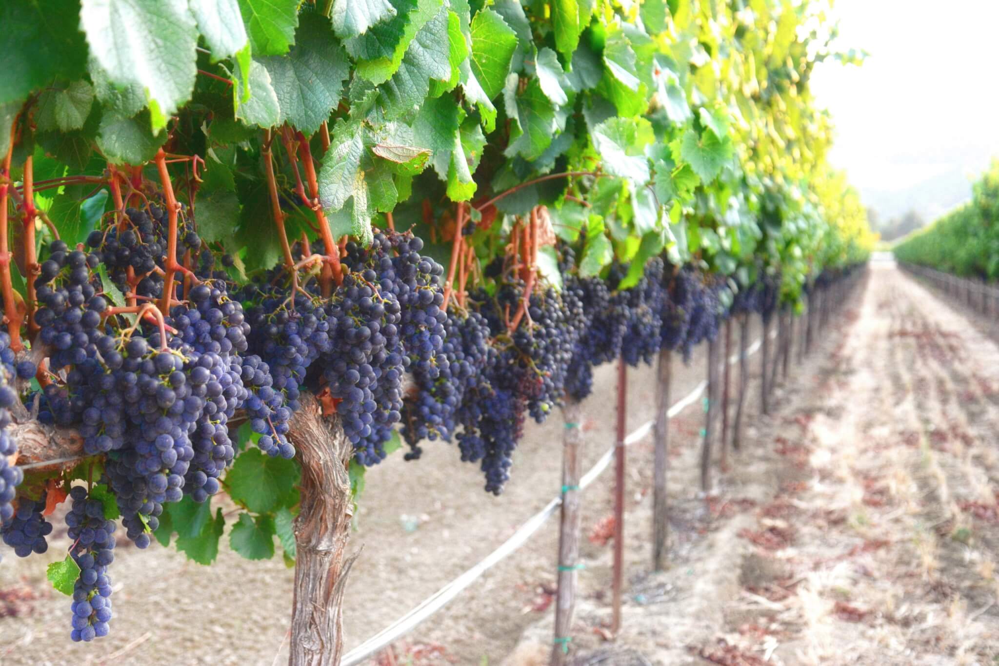 Suisun Valley prepares for harvest Vineyard vines with ripe fruit in Suisun Valley, Fairfield, CA