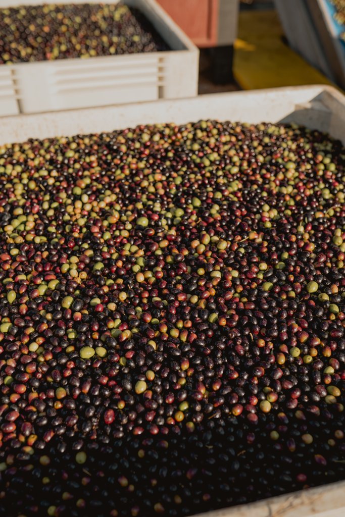 Award-Winning Flavor: IL Fiorello Olive Oil Company Ranked Among the Best in the World