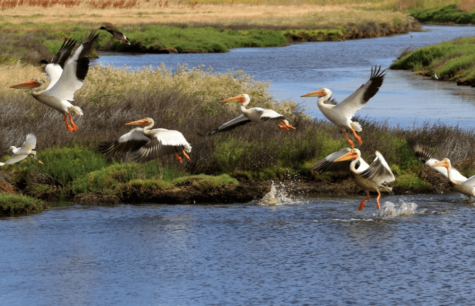 5 Ways to Explore Suisun Marsh