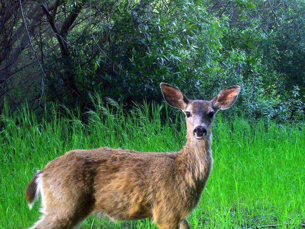 Trail Cameras Capture Lynch Canyon Wildlife