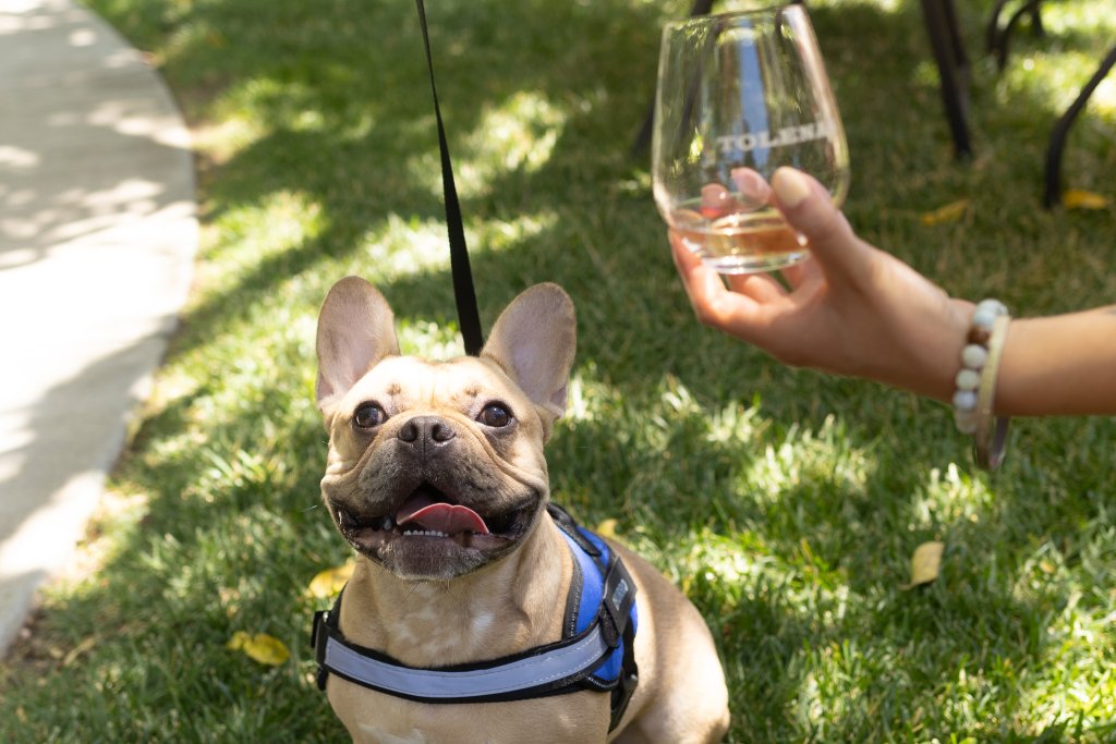 Frenchie dog with wine glass from Tolenas Winery in the frame