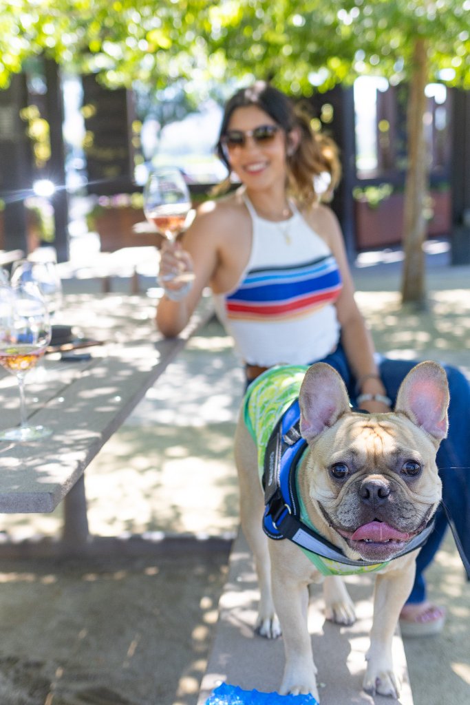 Dog-Friendly Wineries in Fairfield's Suisun Valley