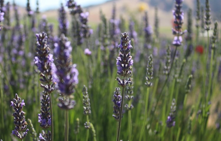 Image of Lavender Weekend at Il Fiorello