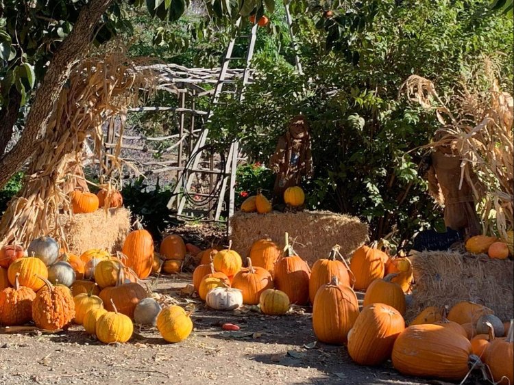 Image of Pumpkin Patch at Erickson Ranch Jams