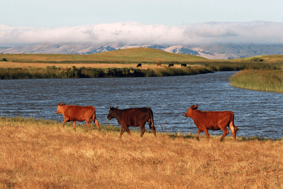 Fairfield cattle ranch