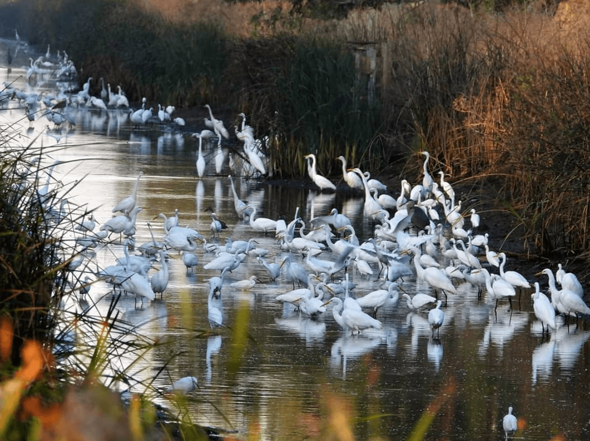 Group of birds in water at Grizzly Island Wildlife Area