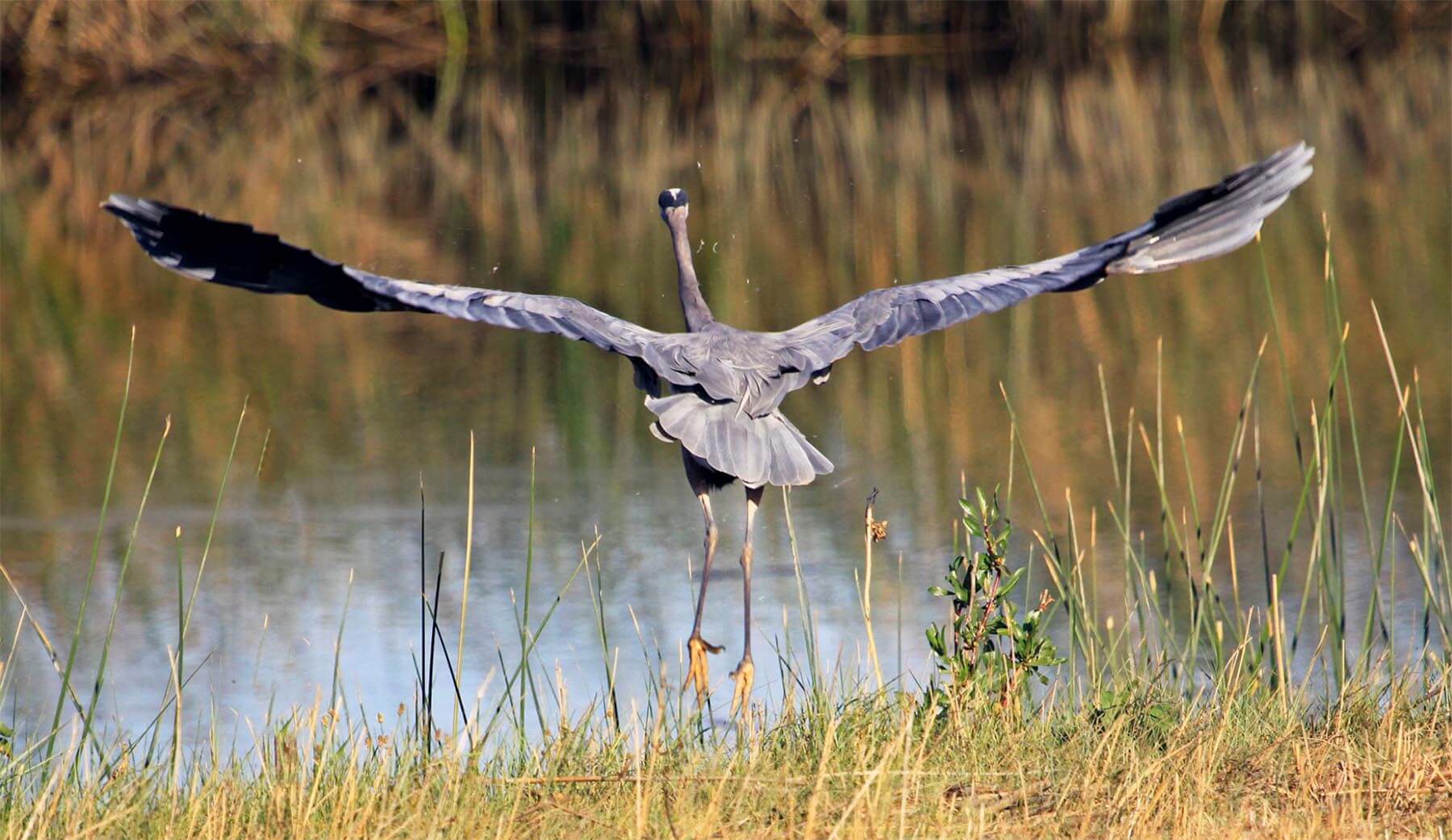 Bird taking flight in Suisun Marsh